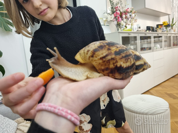 Lumache ,ciocciole Achatina