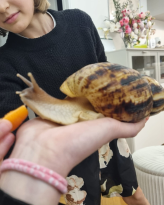 Lumache ,ciocciole Achatina