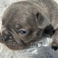 Bulldog francesi blu merle