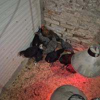 Pulcinotti varie razze