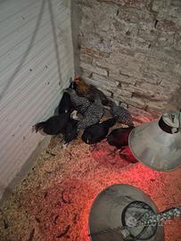 Pulcinotti varie razze