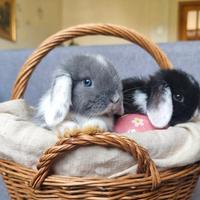 Coniglietti pasquali