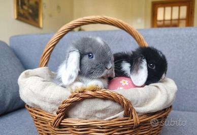 Coniglietti pasquali