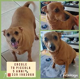 piccolo Ercole
