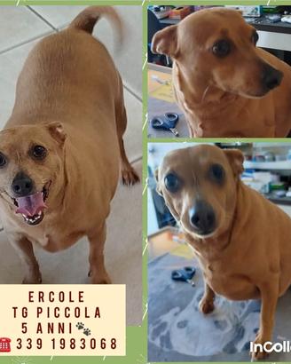 piccolo Ercole