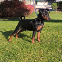 Cuccioli di pinscher nano con pedigree
