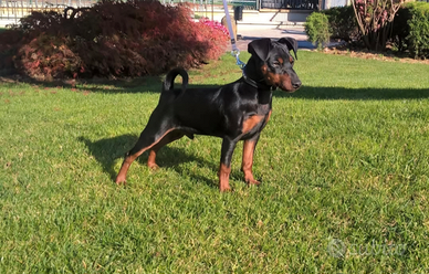 Cuccioli di pinscher nano con pedigree