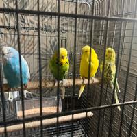 Pappagalli ondulati inglesi