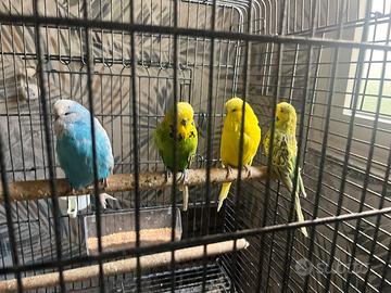 Pappagalli ondulati inglesi