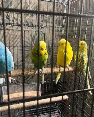 Pappagalli ondulati inglesi