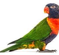 Pappagallo lory mollucano allevato a mano