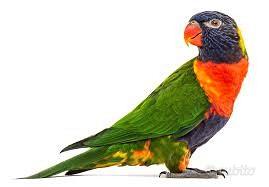 Pappagallo lory mollucano allevato a mano