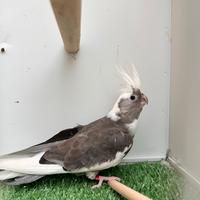 Pappagalli Calopsite