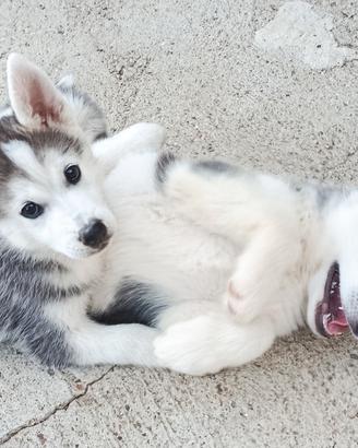 Cuccioli Husky- Gerberian Shepsky