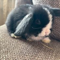 Cuccioli conigli ariete Minilop
