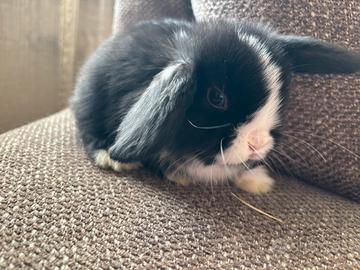 Cuccioli conigli ariete Minilop