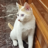 Bonnie e Clyde gattini di 3 mesi