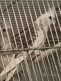 Pappagalli calopsite