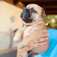 Cucciolo di Bouldog Francese