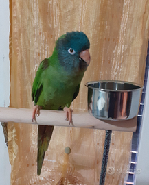 Conuro testa blu allevato a mano