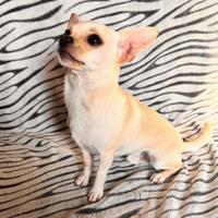 Chihuahua toy per monta