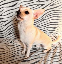 Chihuahua toy per monta