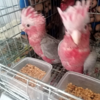 Cacatua rosacapilla