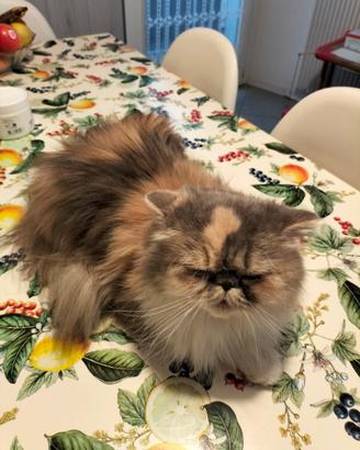 Gatta persiana adulta