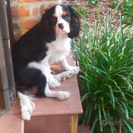 Cani Cavalier king