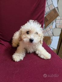 Maltipoo