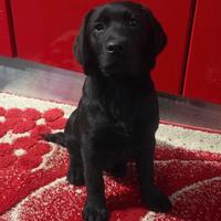 Cucciolo 5 mesi Labrador con Pedigree