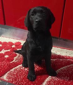 Cucciolo 5 mesi Labrador con Pedigree