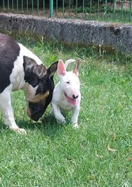 Cucciola di bull terrier standard