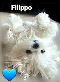 Maltese toy Pedigree Enci per MONTA