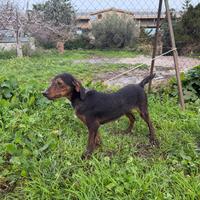 Segugio maremmano