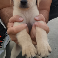 Cuccioli di labrador