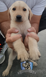 Cuccioli di labrador