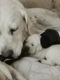Golden Retriver