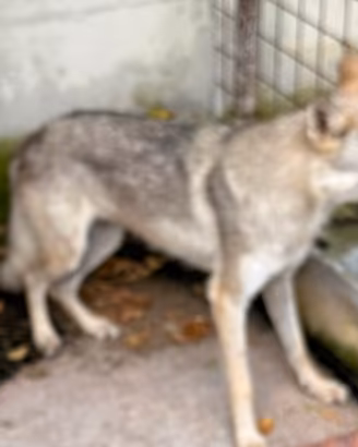 Lupo cecoslovacco