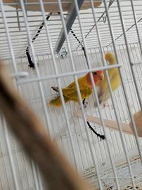 Inseparabili roseicollis