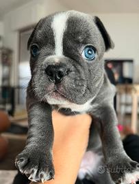 Cuccioli bulldog francese blue