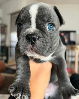Cuccioli bulldog francese blue