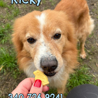 Ricky, taglia piccola, 5 anni