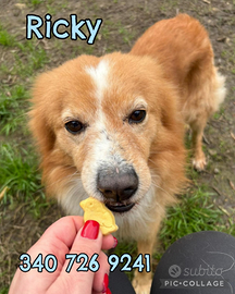 Ricky, taglia piccola, 5 anni
