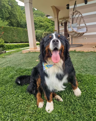 Bovaro del bernese
