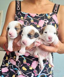 Cuccioli di Jack Russell