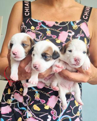 Cuccioli di Jack Russell