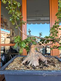 Pre-bonsai Acero tridente Buergerianum