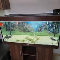 acquario juwel rio 350