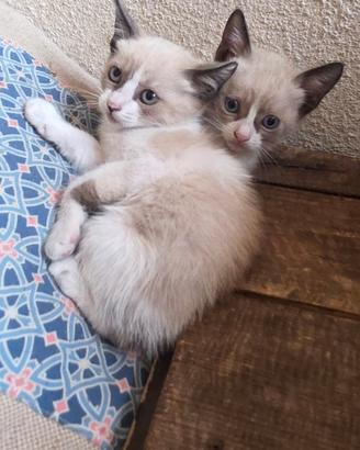 Gatti simil Siamesi / colorpoint occhi azzurri